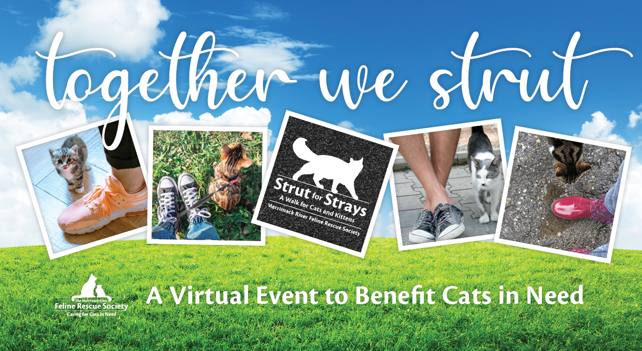 2020 Merrimack River Feline Rescue Society Virtual Strut for Strays