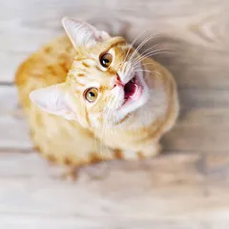 Cat Meowing and Making Cat Sounds: Why Do Cats Meow?