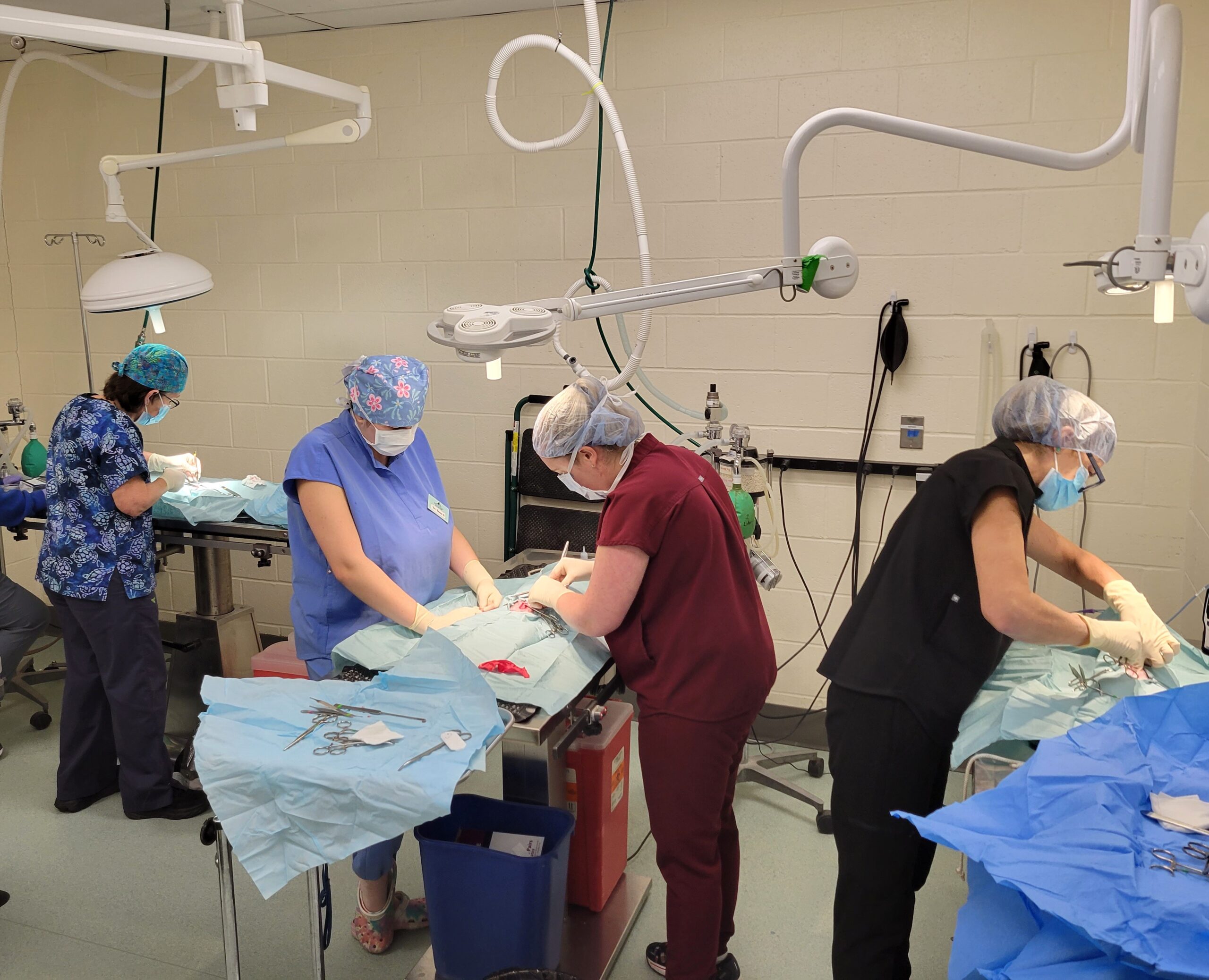 Feral Spay Neuter Clinic (Reservations Required) MRFRS The