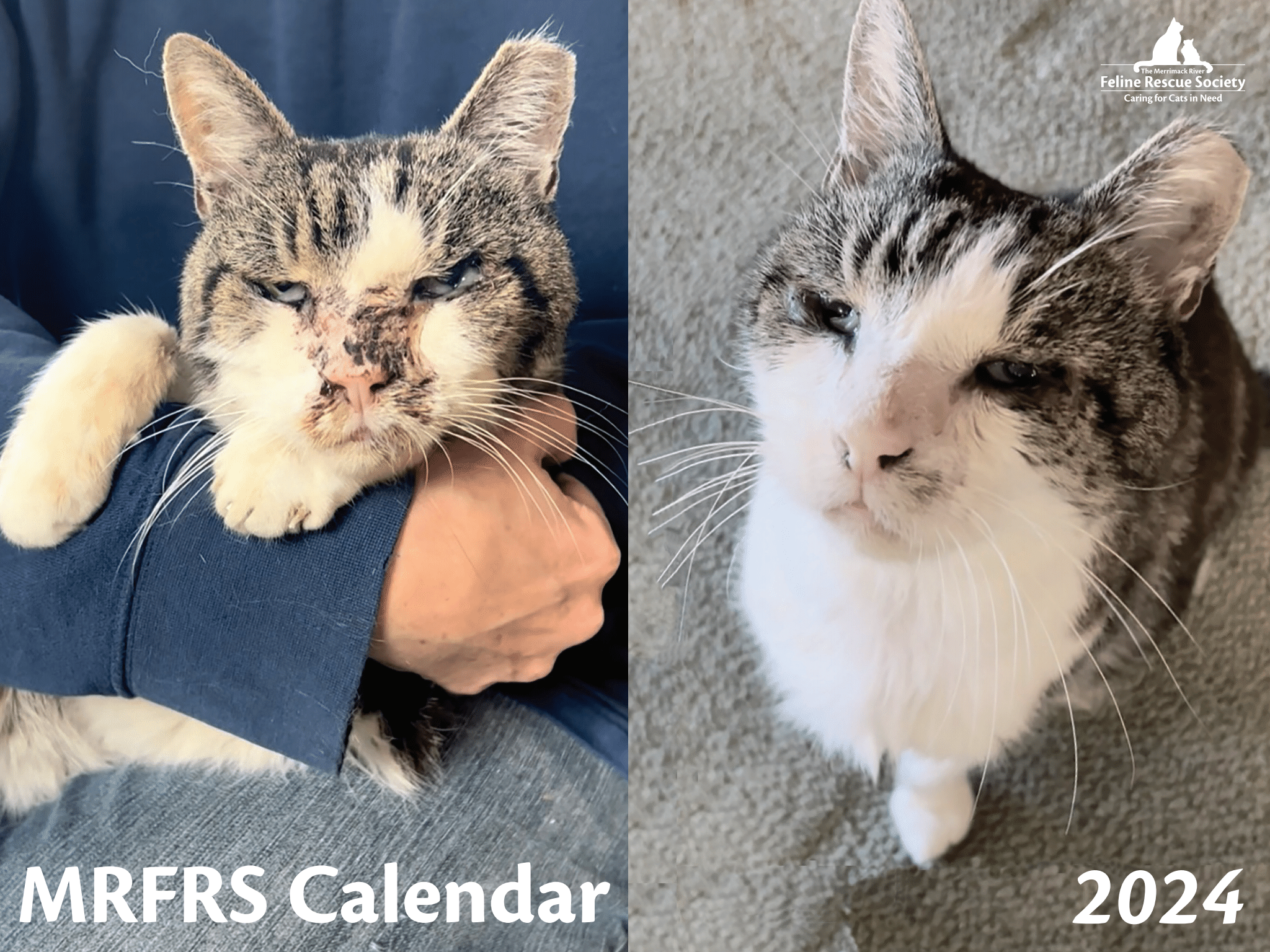 MRFRS 2025 Cat Calendar MRFRS The Merrimack River Feline Rescue Society