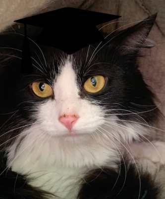 2024 Wallflower Cat Adoption Event (Fri, 6/21 & Sat, 6/22)
