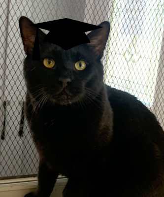 2024 Wallflower Cat Adoption Event (Fri, 6/21 & Sat, 6/22)