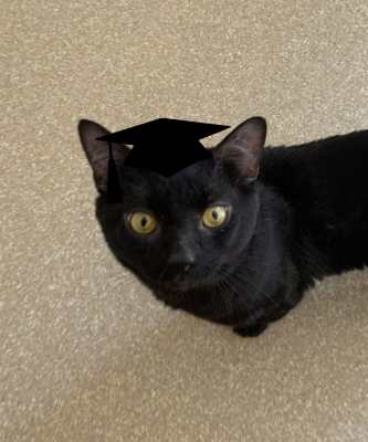 2024 Wallflower Cat Adoption Event (Fri, 6/21 & Sat, 6/22)
