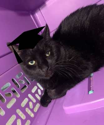2024 Wallflower Cat Adoption Event (Fri, 6/21 & Sat, 6/22)