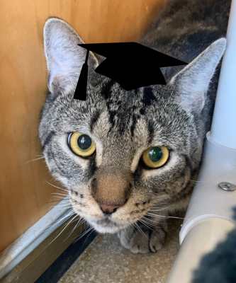 2024 Wallflower Cat Adoption Event (Fri, 6/21 & Sat, 6/22)
