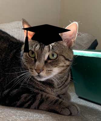 2024 Wallflower Cat Adoption Event (Fri, 6/21 & Sat, 6/22)