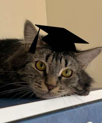 2024 Wallflower Cat Adoption Event (Fri, 6/21 & Sat, 6/22)