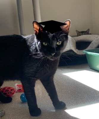 2024 Wallflower Cat Adoption Event (Fri, 6/21 & Sat, 6/22)