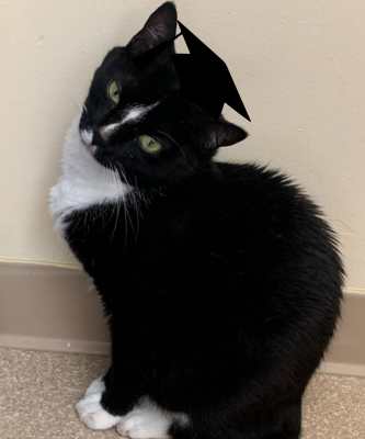 2024 Wallflower Cat Adoption Event (Fri, 6/21 & Sat, 6/22)
