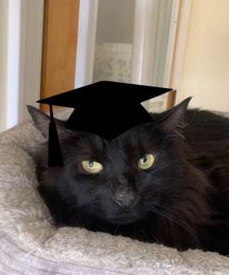 2024 Wallflower Cat Adoption Event (Fri, 6/21 & Sat, 6/22)