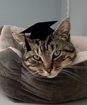 2024 Wallflower Cat Adoption Event (Fri, 6/21 & Sat, 6/22)