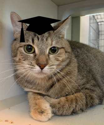 2024 Wallflower Cat Adoption Event (Fri, 6/21 & Sat, 6/22)