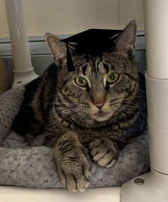 2024 Wallflower Cat Adoption Event (Fri, 6/21 & Sat, 6/22)