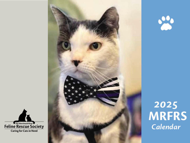 2025 cat calendar cover. Gray and white cat with cute tie