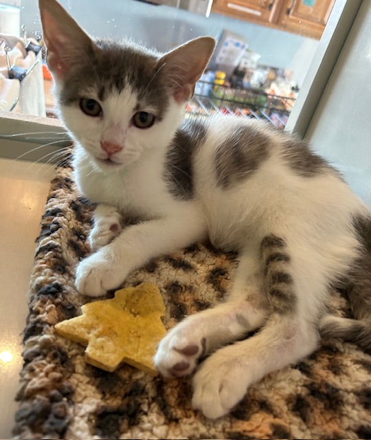 Kitten with a homemade cat treat