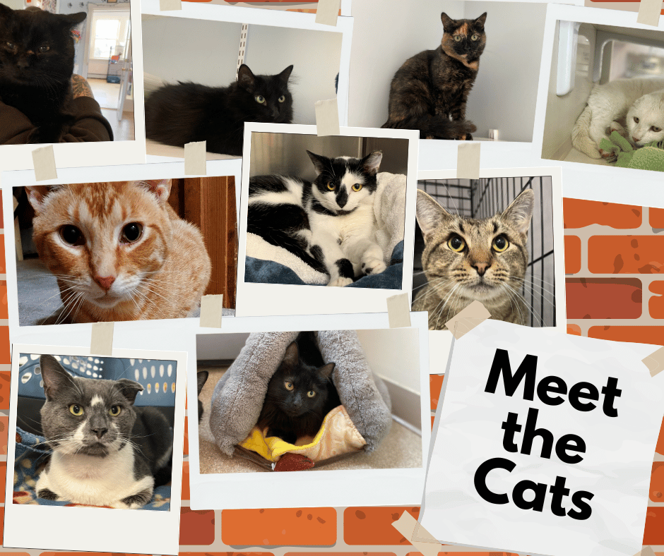 Photos of adoptable cats