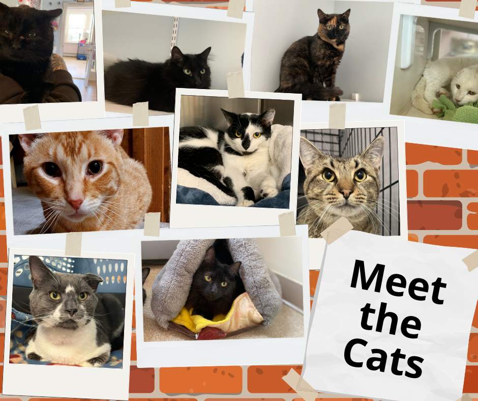 cat collage
